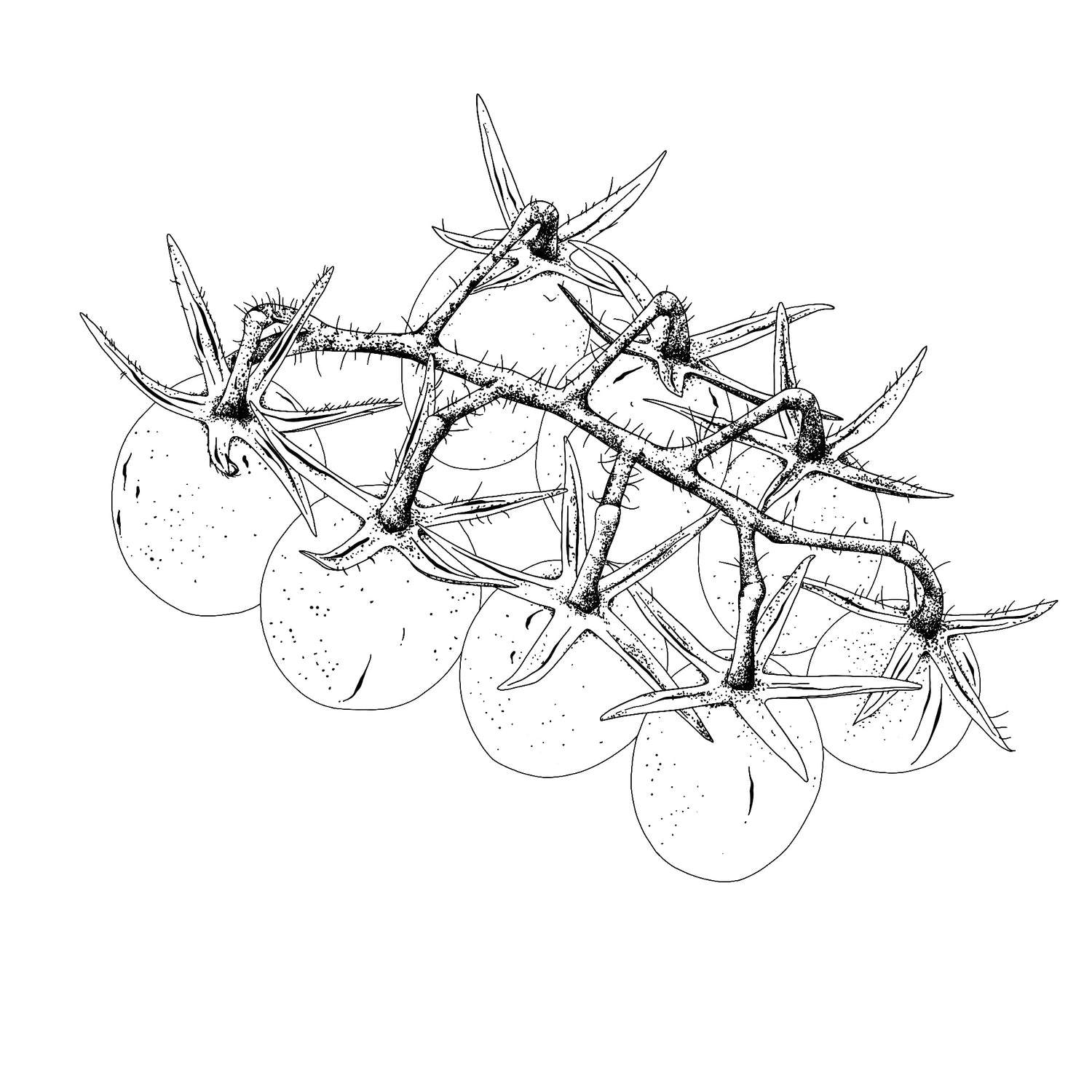 Lycopersicon_Esculentum_