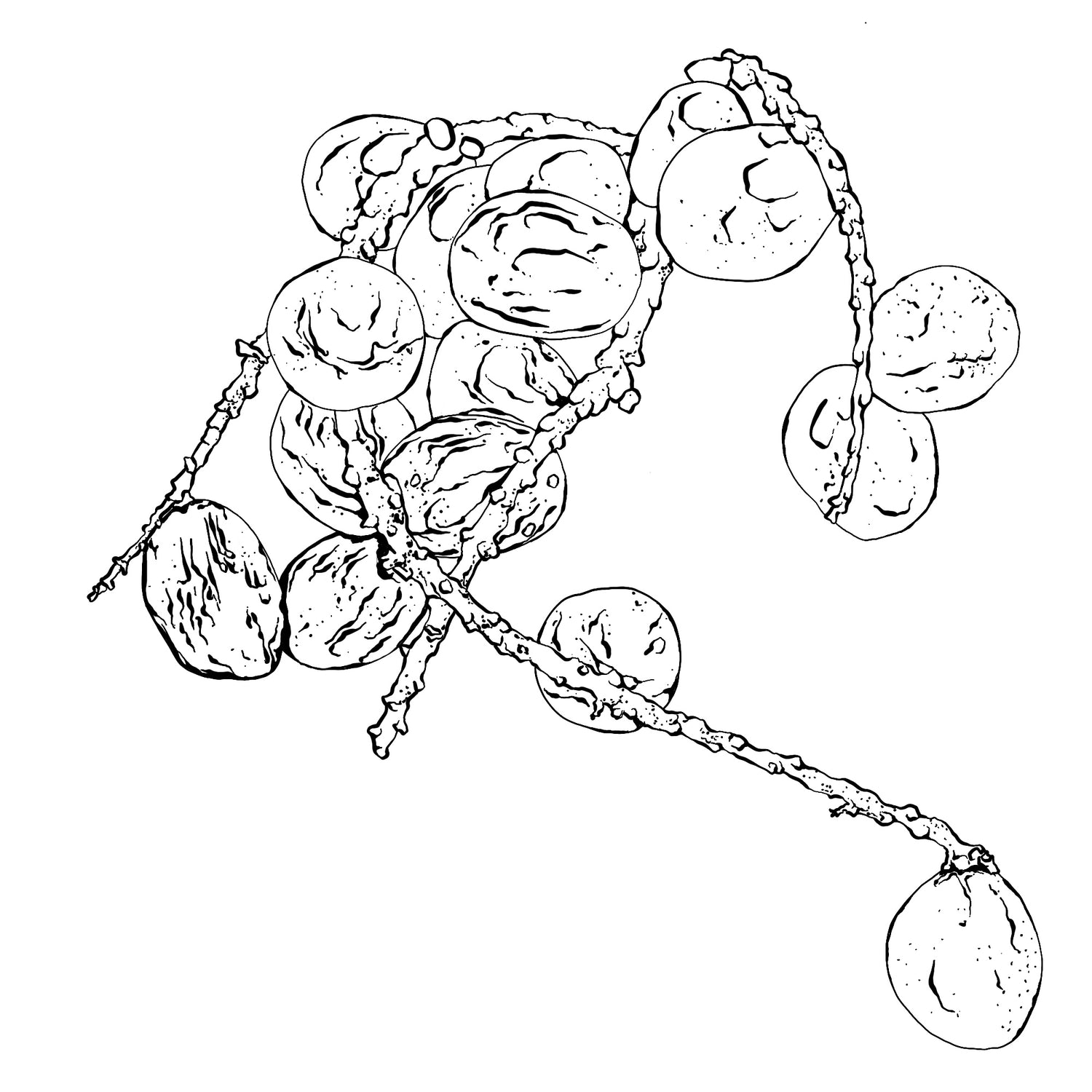 Serenoa_Repens_Fruit